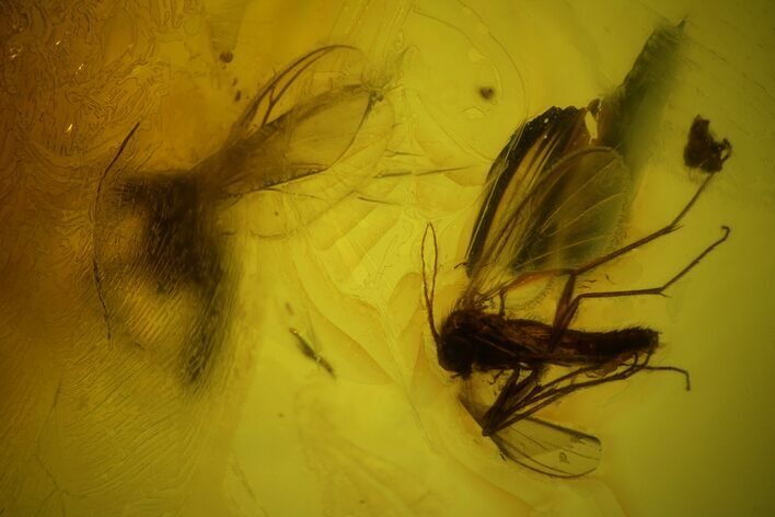 Three Detailed Fossil Flies (Diptera) In Baltic Amber #150746